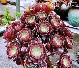 How to Prevent Bonsai Leaf Drop? (Teaching You How to Easily Deal with Bonsai Leaf Drop Issues) 1