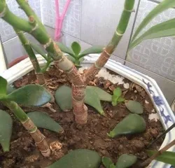 How to Prevent Bonsai Leaf Drop? (Teaching You How to Easily Deal with Bonsai Leaf Drop Issues) 2