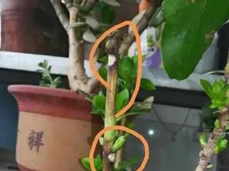 How to Prevent Bonsai Leaf Drop? (Teaching You How to Easily Deal with Bonsai Leaf Drop Issues) 3