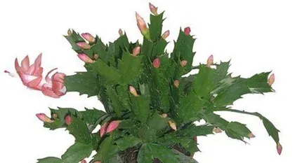 How to care for Christmas cactus indoors? (Tips and precautions for indoor care of Christmas cactus) 1
