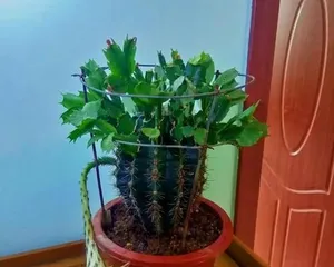 How to care for Christmas cactus indoors? (Tips and precautions for indoor care of Christmas cactus) 2