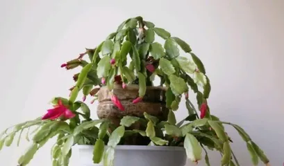 How to care for Christmas cactus indoors? (Tips and precautions for indoor care of Christmas cactus) 3