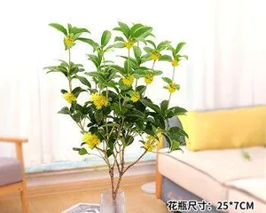 Growing Methods and Care Points for Sweet Olive (Creating a Beautiful Courtyard, Learning the Cultivation Techniques of Sweet Olive) 1