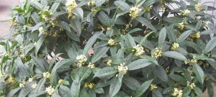 Growing Methods and Care Points for Sweet Olive (Creating a Beautiful Courtyard, Learning the Cultivation Techniques of Sweet Olive) 2