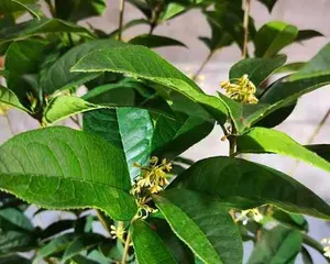 Growing Methods and Care Points for Sweet Olive (Creating a Beautiful Courtyard, Learning the Cultivation Techniques of Sweet Olive) 3