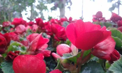 Rieger Begonia Flowering Time and Frequency Detailed (Understanding the Growth Characteristics and Reproduction Methods of Rieger Begonia, Mastering the Correct Maintenance Methods)2