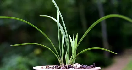 What to do if your orchid is overwatered (Orchid care precautions during dry seasons) 1