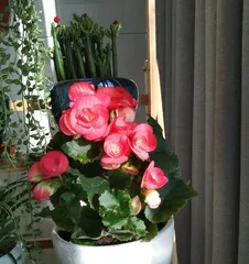 Rieger Begonia Flowering Time and Frequency Detailed (Understanding the Growth Characteristics and Reproduction Methods of Rieger Begonia, Mastering the Correct Maintenance Methods)3