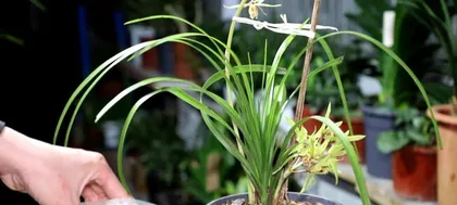 What to do if your orchid is overwatered (Orchid care precautions during dry seasons) 2
