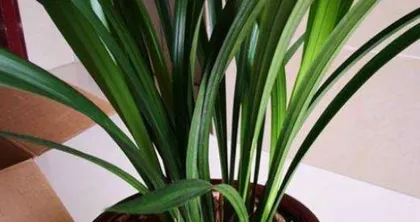 A detailed guide to planting and caring for Cymbidium sinense (Learn the care methods for Cymbidium sinense to make your garden more beautiful)1