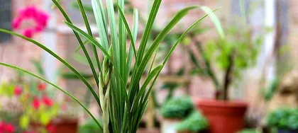 What to do if your orchid is overwatered (Orchid care precautions during dry seasons) 3