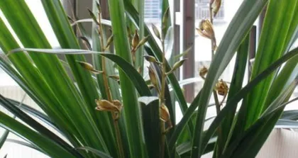 A detailed guide to planting and caring for Cymbidium sinense (Learn the care methods for Cymbidium sinense to make your garden more beautiful)2