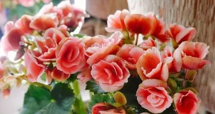 Rieger Begonia