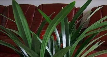 A detailed guide to planting and caring for Cymbidium sinense (Learn the care methods for Cymbidium sinense to make your garden more beautiful)3