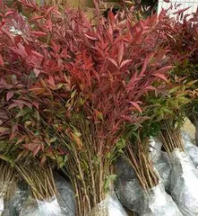Precautions for Winter Transplanting of Nandina (Nandina Transplanting Methods and Winter Care Tips) 1