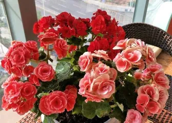 Rieger Begonia