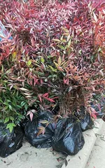 Precautions for Winter Transplanting of Nandina (Nandina Transplanting Methods and Winter Care Tips) 2