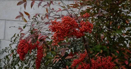 Precautions for Winter Transplanting of Nandina (Nandina Transplanting Methods and Winter Care Tips) 3