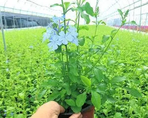 蓝雪花——室内最佳观赏植物（它是如何在室内生长的？室内养护技巧全面解析）1