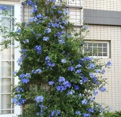 蓝雪花——室内最佳观赏植物（它是如何在室内生长的？室内养护技巧全面解析）2