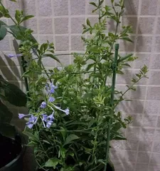 蓝雪花——室内最佳观赏植物（它是如何在室内生长的？室内养护技巧全面解析）3