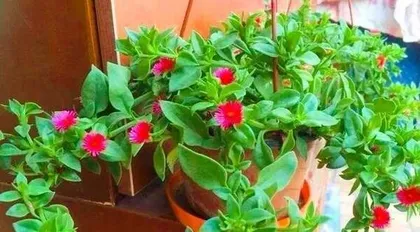 Peony (Beautiful Flowers, Suitable Environment, and Care Tips) 1