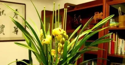 Peony (Beautiful Flowers, Suitable Environment, and Care Tips) 2