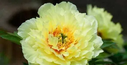 Peony (Beautiful Flowers, Suitable Environment, and Care Tips) 3
