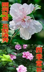 Growth Environment and Care Methods for Hibiscus (Water-Loving Plant Hibiscus Planting Techniques to Help You Easily Create a Beautiful Garden) 1