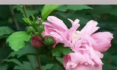 Growth Environment and Care Methods for Hibiscus (Water-Loving Plant Hibiscus Planting Techniques to Help You Easily Create a Beautiful Garden) 2