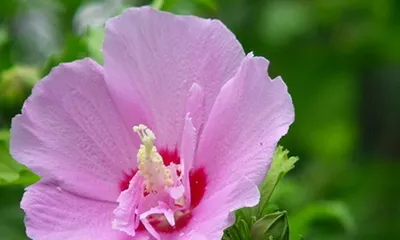 Growth Environment and Care Methods for Hibiscus (Water-Loving Plant Hibiscus Planting Techniques to Help You Easily Create a Beautiful Garden) 3