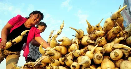 莲藕的种植与养护（选择合适的季节，掌握关键技巧，打造健康生长的莲藕田园）1