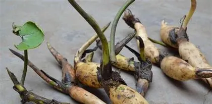 莲藕的种植与养护（选择合适的季节，掌握关键技巧，打造健康生长的莲藕田园）2