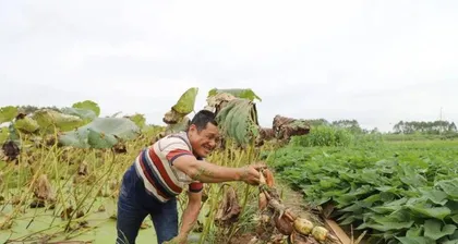莲藕的种植与养护（选择合适的季节，掌握关键技巧，打造健康生长的莲藕田园）3