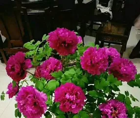 How to correctly pot and care for peonies (choosing the right potting soil and water source) 1