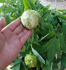 How to correctly pot and care for peonies (choosing the right potting soil and water source) 2