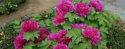 How to correctly pot and care for peonies (choosing the right potting soil and water source) 3