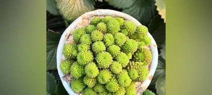 How to care for Monan Succulent? (Details determine success, these 5 methods will make your Monan Succulent healthier) 1