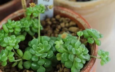 How to care for Monan Succulent? (Details determine success, these 5 methods will make your Monan Succulent healthier) 2