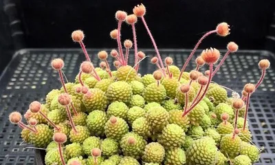 How to care for Monan Succulent? (Details determine success, these 5 methods will make your Monan Succulent healthier) 3