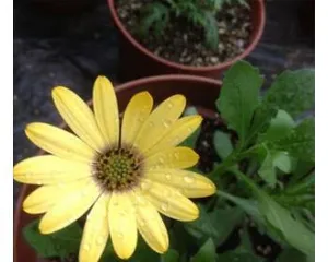 Blue Daisy Cold Tolerance Analysis (Winter Care Tips, Understanding the Cold Tolerance Limit of Blue Daisy)1