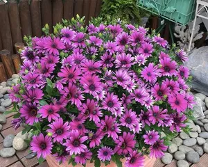 Blue Daisy Cold Tolerance Analysis (Winter Care Tips, Understanding the Cold Tolerance Limit of Blue Daisy)2