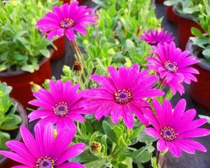 Blue Daisy Cold Tolerance Analysis (Winter Care Tips, Understanding the Cold Tolerance Limit of Blue Daisy)3