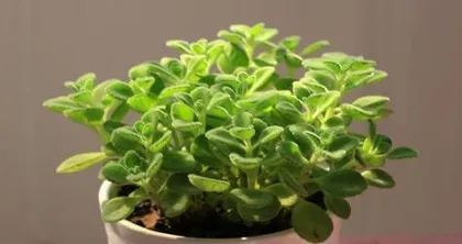 How to make Plectranthus tomentosa thrive (A Complete Guide to Care Methods for Healthier Plant Growth)1