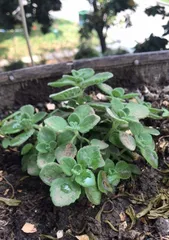 How to make Plectranthus tomentosa thrive (A Complete Guide to Care Methods for Healthier Plant Growth)2