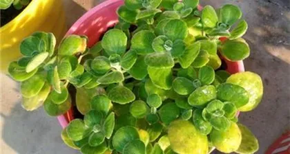 How to make Plectranthus tomentosa thrive (A Complete Guide to Care Methods for Healthier Plant Growth)3