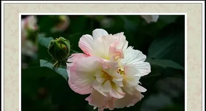 The Art of Cotton Rose Care (How to Water and Care Correctly) 1