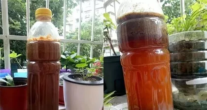 Orchid Care, the Correct Method of Watering with Vinegar Water (How to Water Orchids with Vinegar Water for the Best Care Effect?) 1