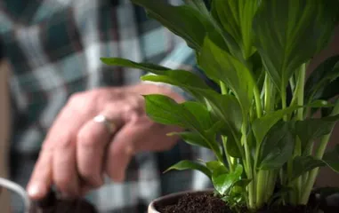 Orchid Care, the Correct Method of Watering with Vinegar Water (How to Water Orchids with Vinegar Water for the Best Care Effect?) 2