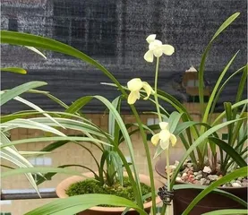 Orchid Care, the Correct Method of Watering with Vinegar Water (How to Water Orchids with Vinegar Water for the Best Care Effect?) 3